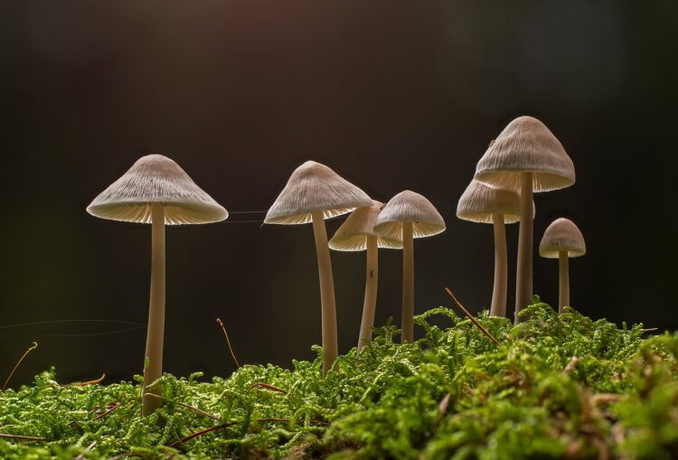 Champignons - Que faire dans les Landes