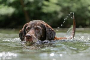 Baignade - Que faire dans les Landes