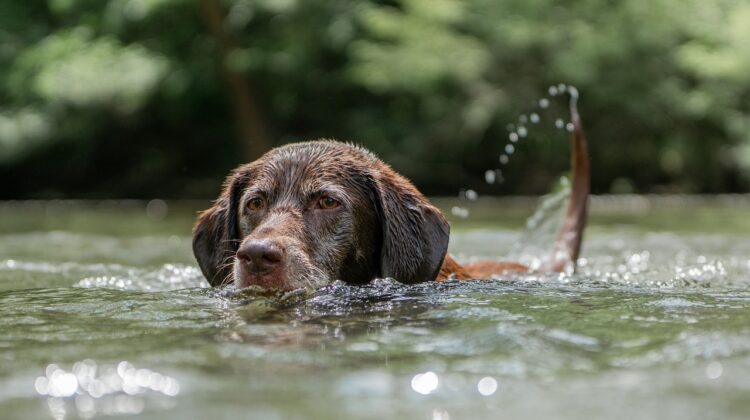 Baignade - Que faire dans les Landes