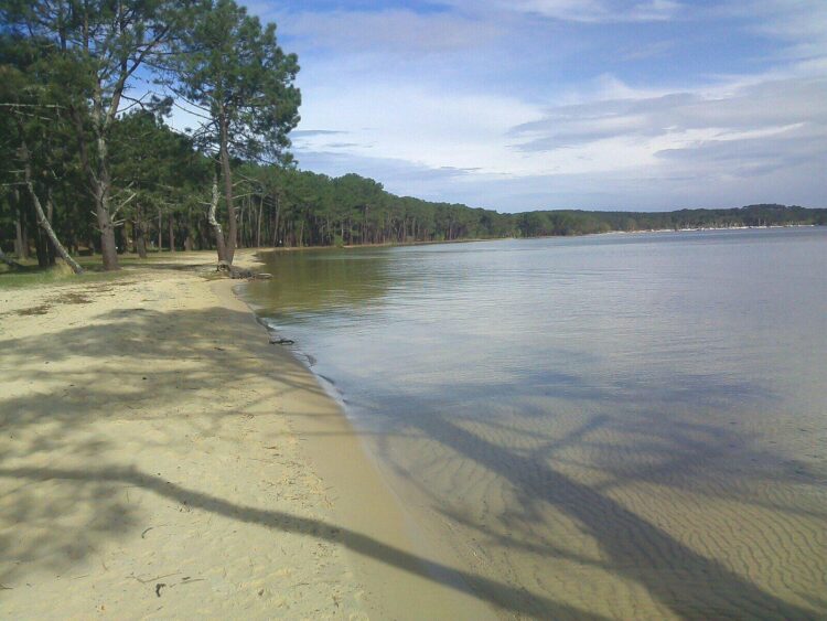 Réserve Naturelle de l'Étang de Cazaux - Que faire dans les  Landes