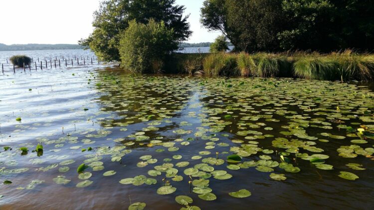 Lac de Léon - Que faire dans les Landes