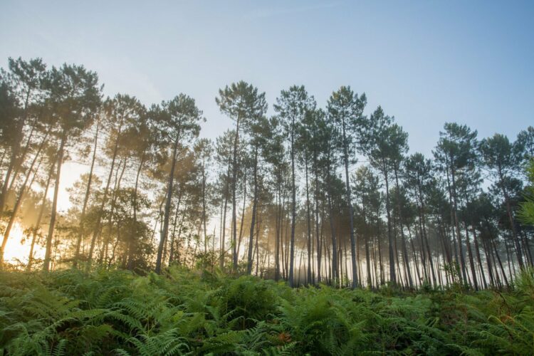 Les Landes de Gascogne - Que faire dans les Landes