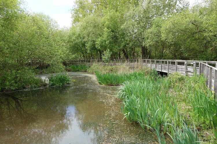 Réserve Naturelle du Marais d'Orx - Que faire dans les Landes