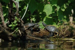 Réserve Naturelle de Marais d'Orx - Que faire dans les Landes