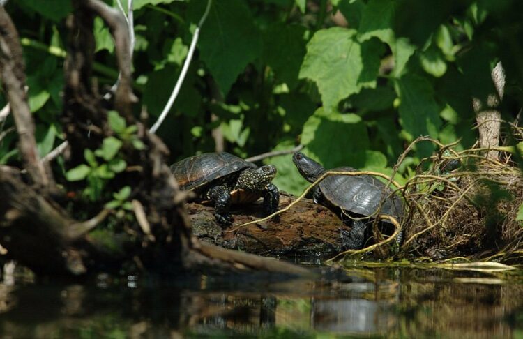 Réserve Naturelle de Marais d'Orx - Que faire dans les Landes