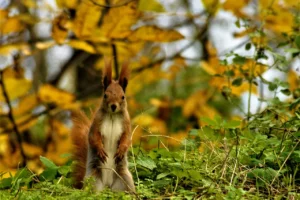 Novembre - Que faire dans les Landes