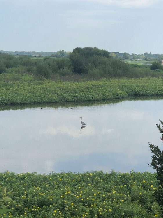 Réserve Naturelle du Marais d'Orx - Que faire dans les Landes