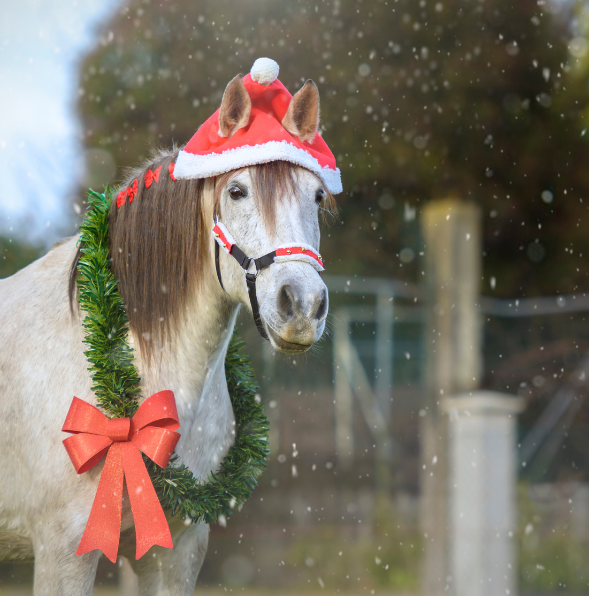 Noël poney